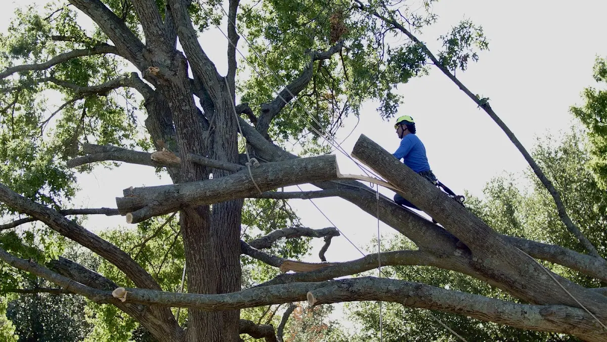 Professional Crown Thinning performed by certified arborists in Uneeda
