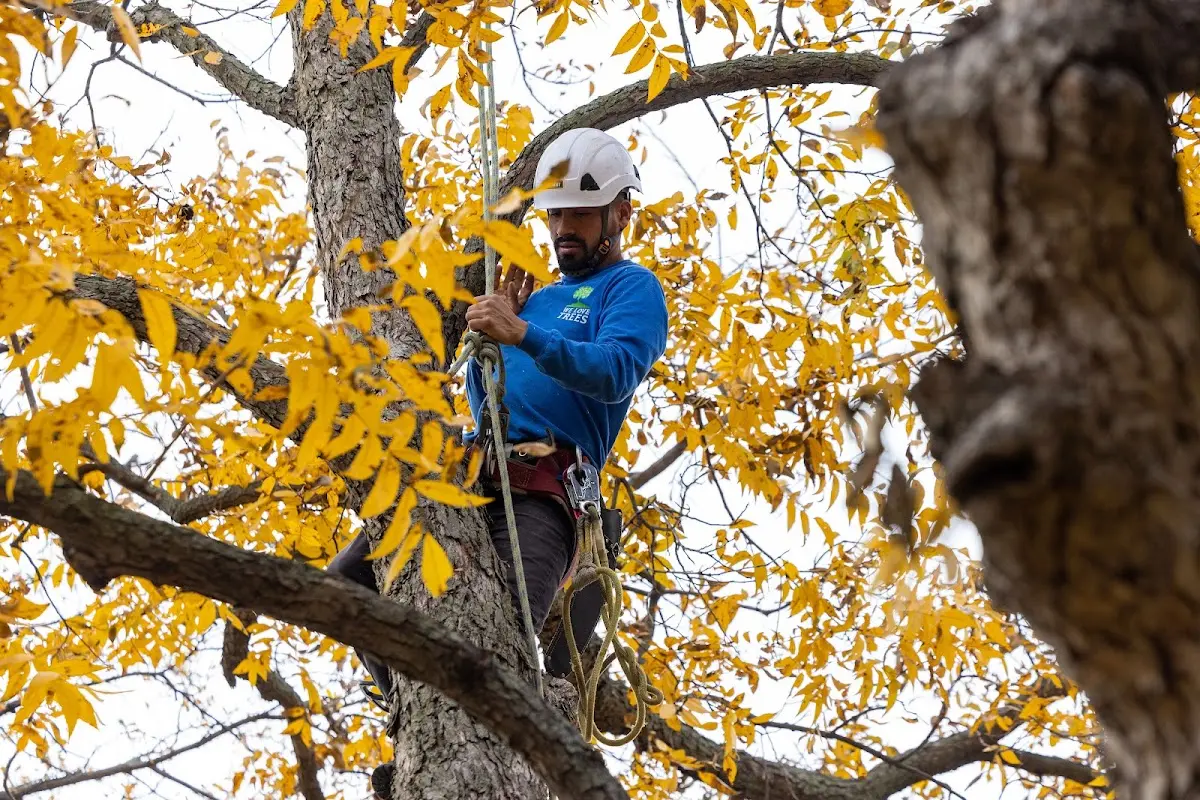 Skilled Tree Pruning crew working in Uneeda